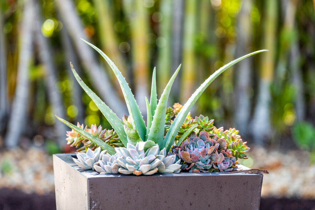 Closeup of green succulent flower pot potted landscaping decoration with aloe and blurry blurred background bokeh in tropical Florida or desert