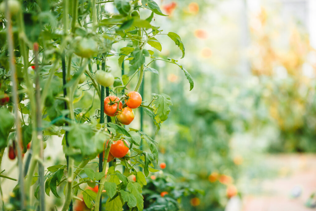 Tomatoes growing vertically