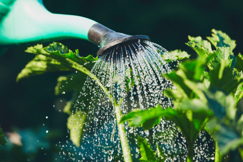 Watering from plastic watering can on the garden.