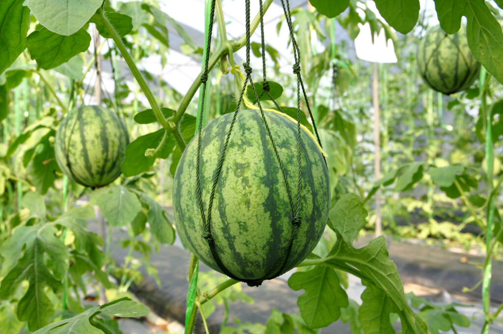 Fresh watermelon hanging with mesh.