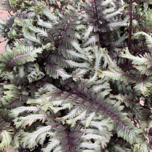 Green silvery white foliage