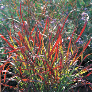 Red and yellow ornamental grass