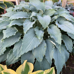 Blue green hosta