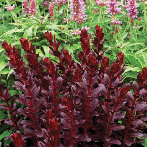 Deep reddish burgundy foliage