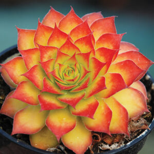 reddish orange with yellow succulent