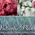 8 Patriotic Plants Gardening with red, white, and blue foliage