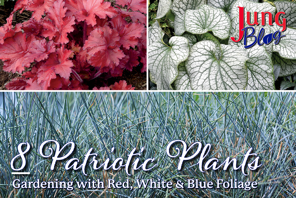 8 Patriotic Plants: Gardening with Red, White & Blue Foliage