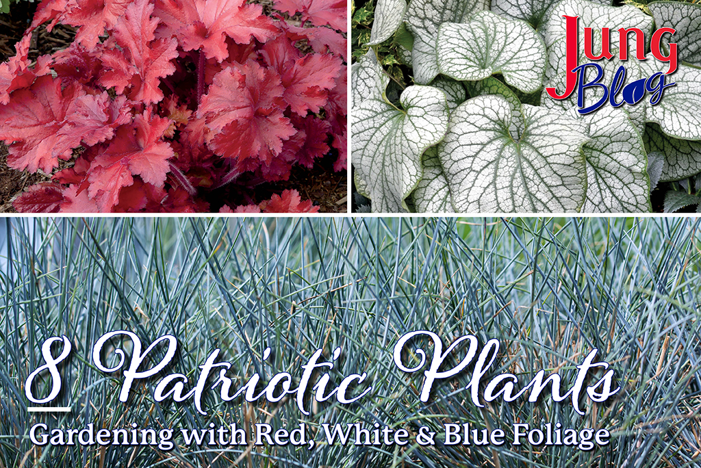 8 Patriotic Plants Gardening with red, white, and blue foliage