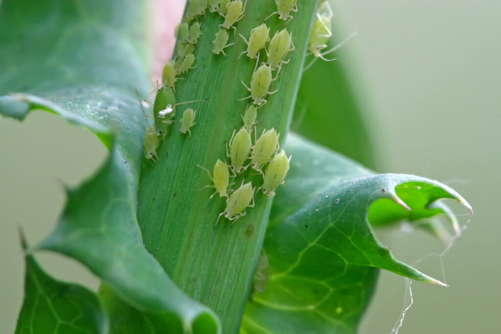 Aphids on the stalk of a plant