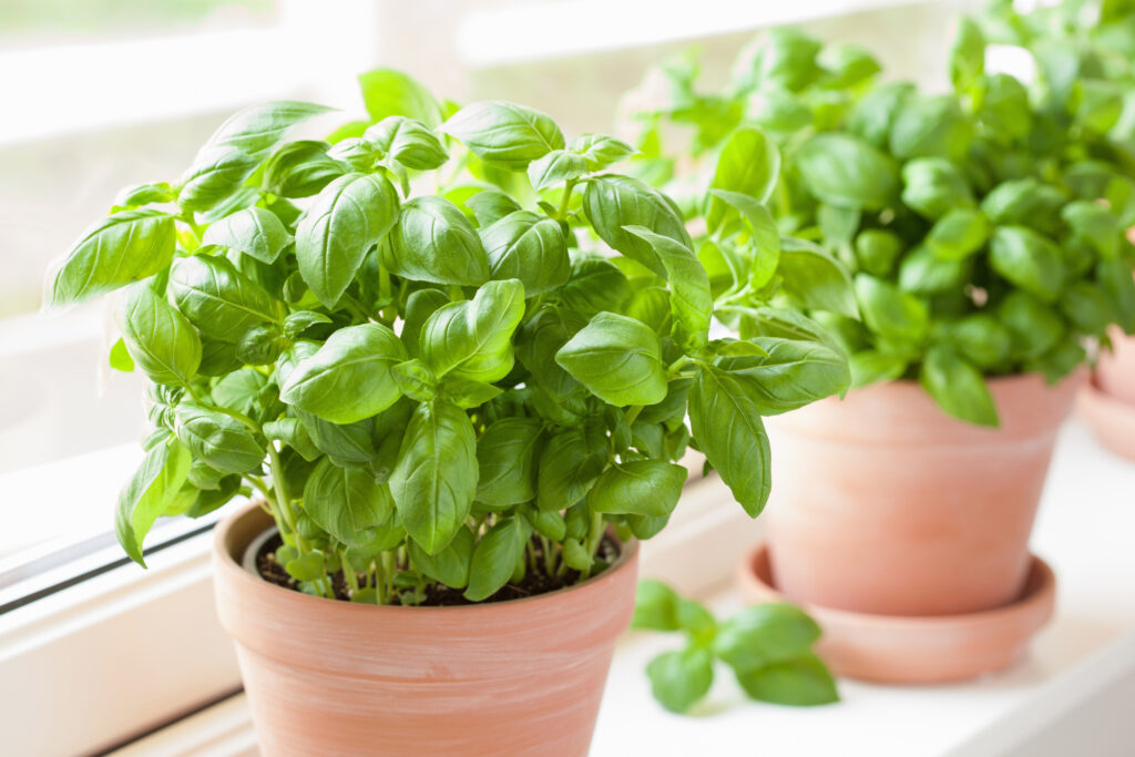 Fresh basil growing in a pot