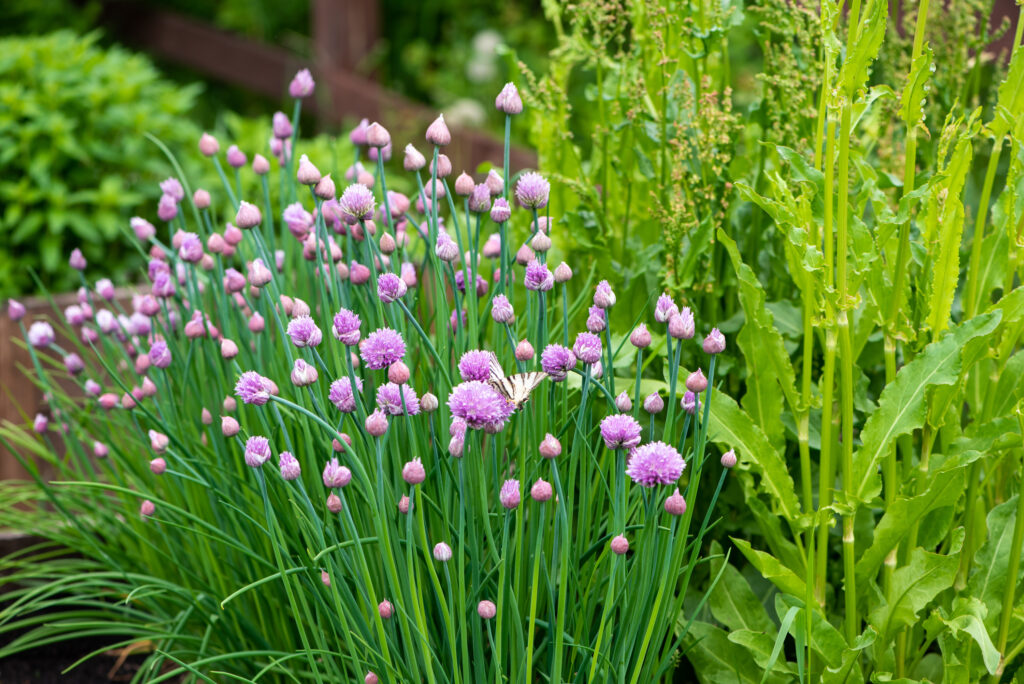 Lush flowering chives in the garden. Spring vegetable garden.