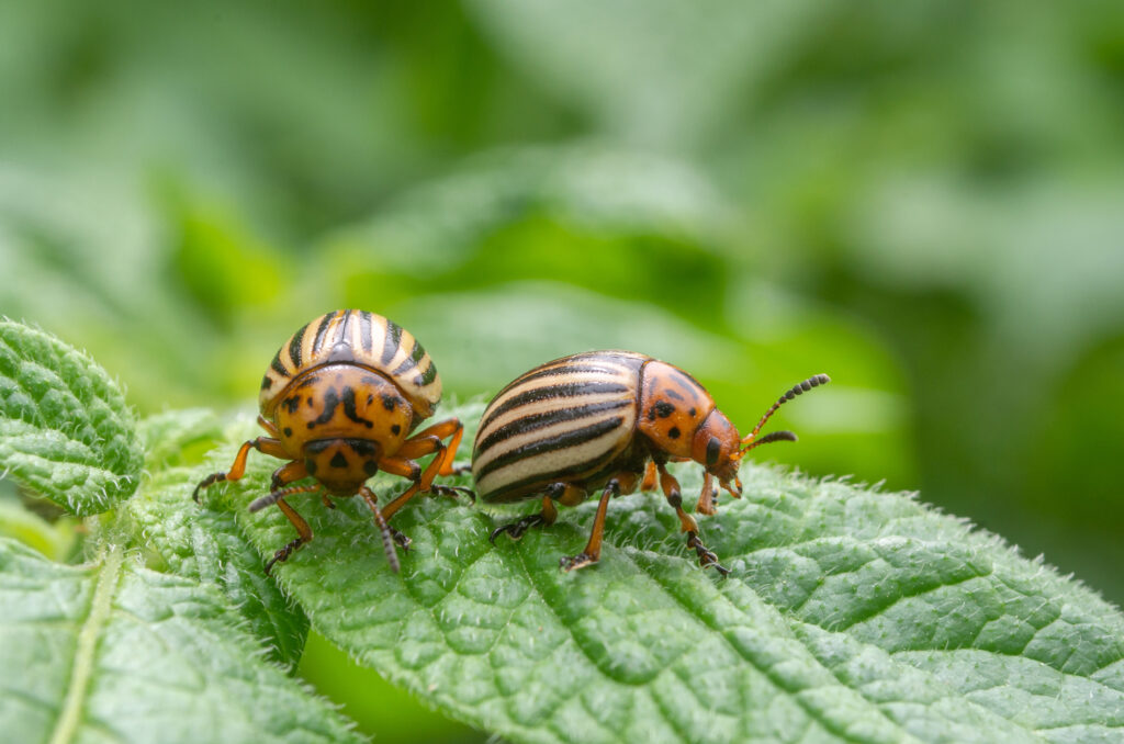 Two Colorado beetles on a leaf