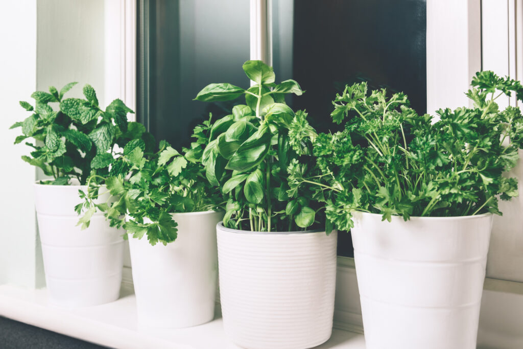 Different kind of fresh green herbs growing in the pots on the kitchen window, such as basil, mint, parsley, coriander. Kitchen live garden