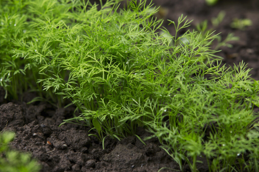 Dill growing in the soil
