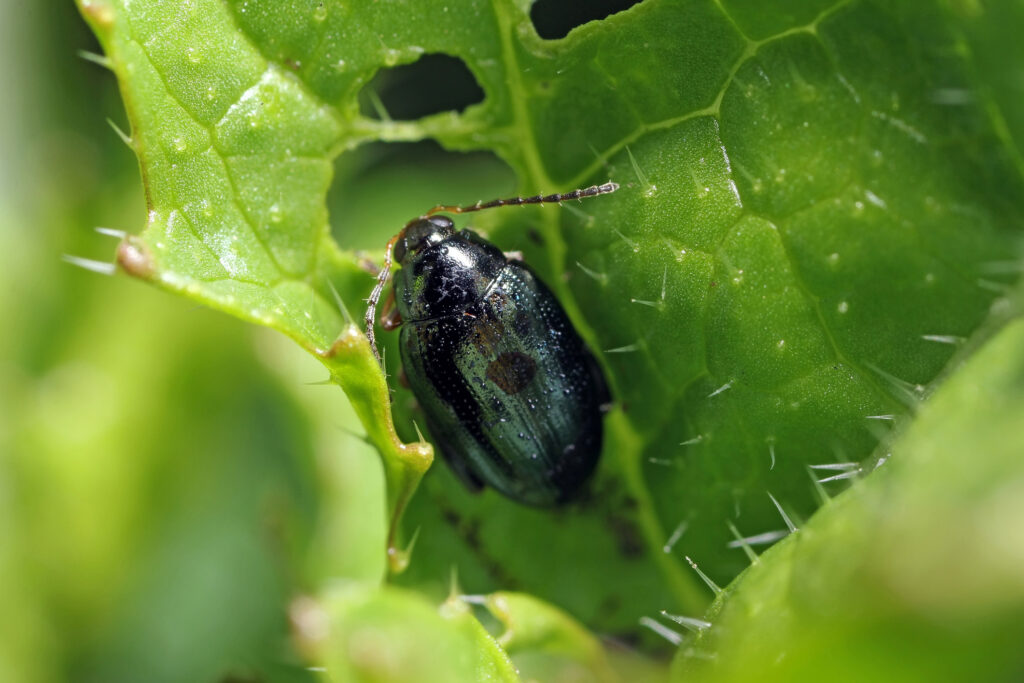 Flea Beetle close up