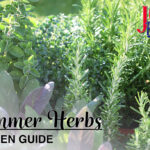 Summer Herbs Garden Guide