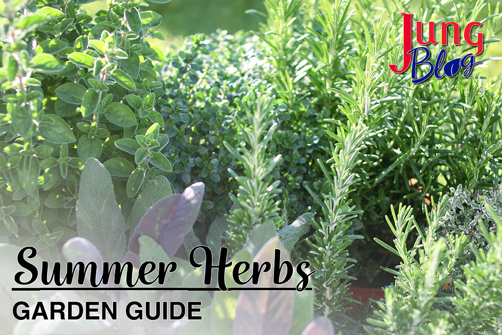 Summer Herbs Garden Guide