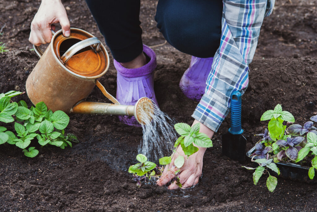 Female gardener watering basil plants that she just planted in the garden bed, a box with seedlings and watering can in hands