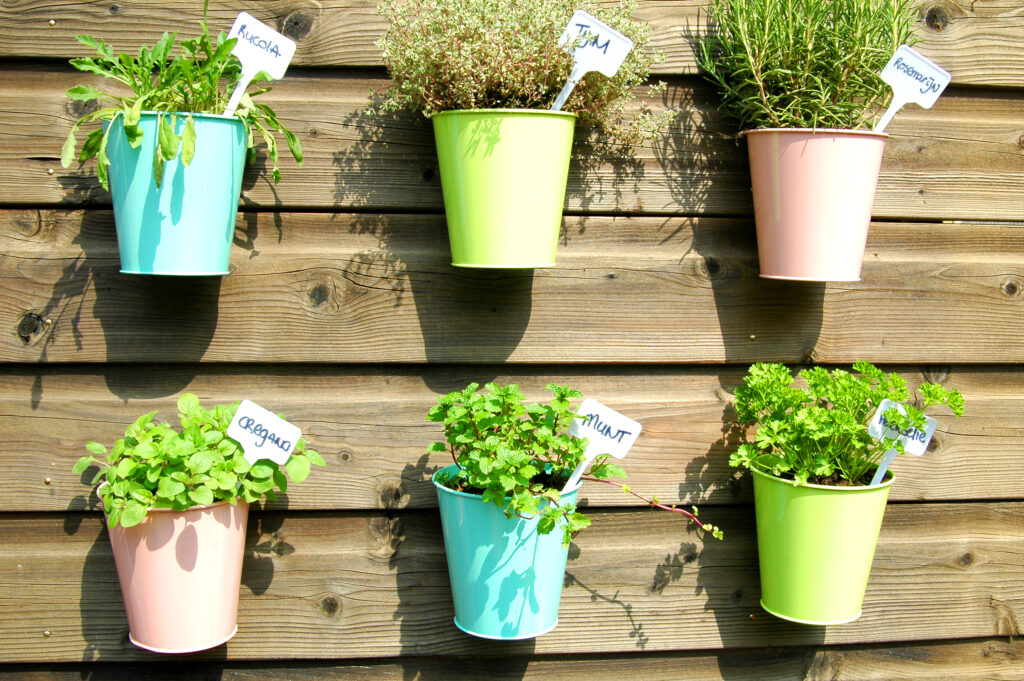 Herbs in colorful pots hanging on a wooden wall