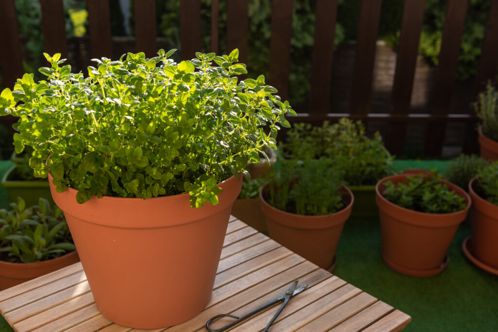 Fresh oregano in a container