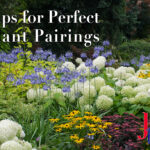 6 Tips for Perfect Plant Pairings