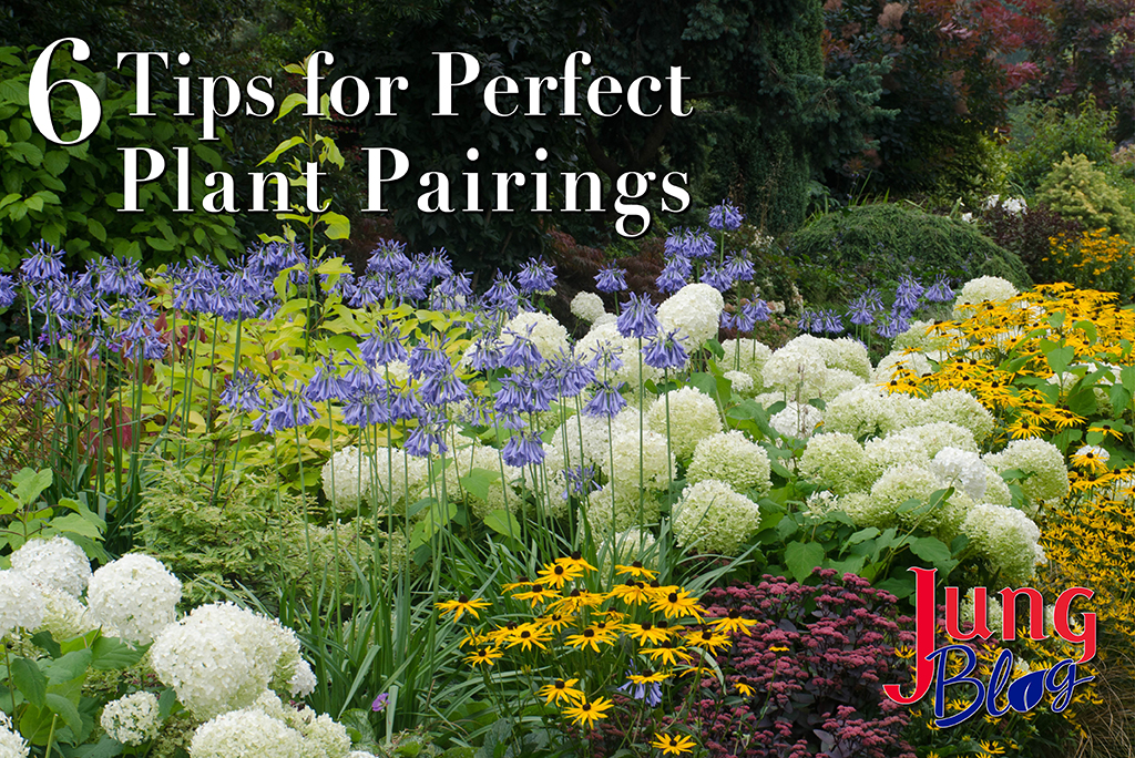 6 Tips for Perfect Plant Pairings