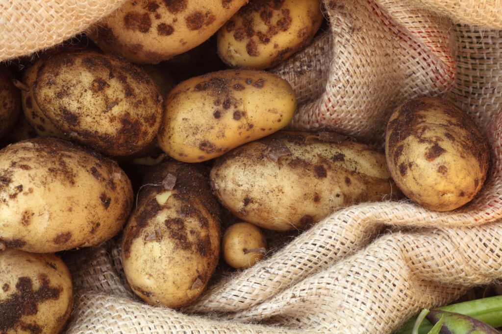 Organic potatoes with soil and scab in a hessian sack