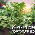 Prevent 4 Common Potato Plant Problems gardening blog