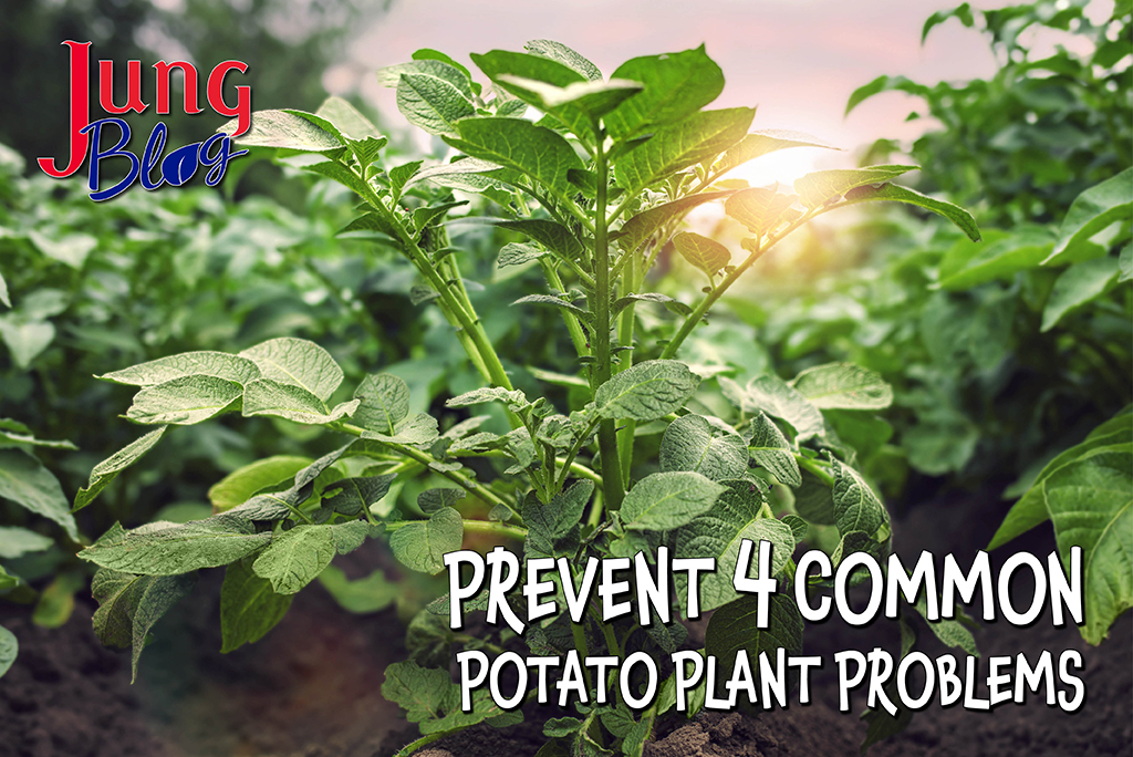 Prevent 4 Common Potato Plant Problems gardening blog
