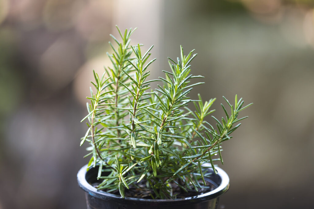 Rosemary growing in a small container