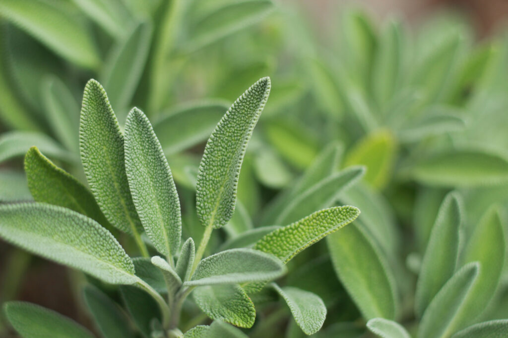 Sage plant up close view