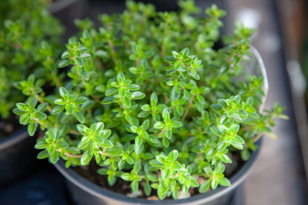 Thyme in a black pot