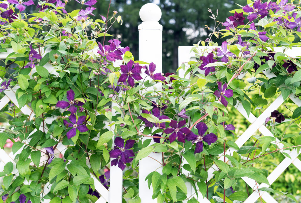 Clambering plant violet clematis on a wrought-iron fence in the garden.