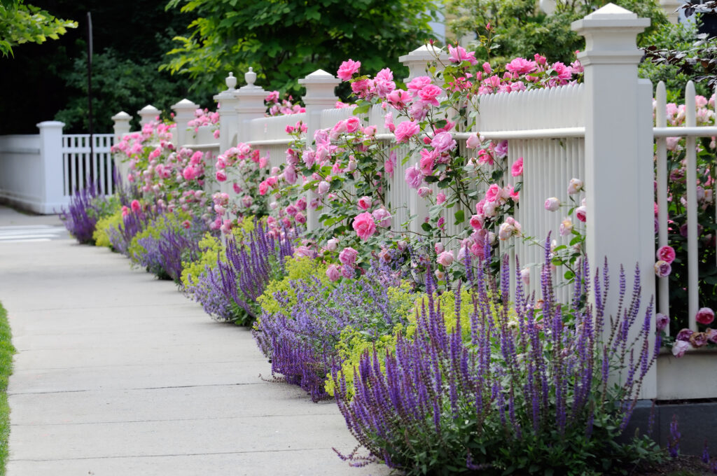 White fence with flowers. Pink rose, blue Salvia (Sage), purple Catmint, green and yellow Lady's Mantel. Colorful and elegant.