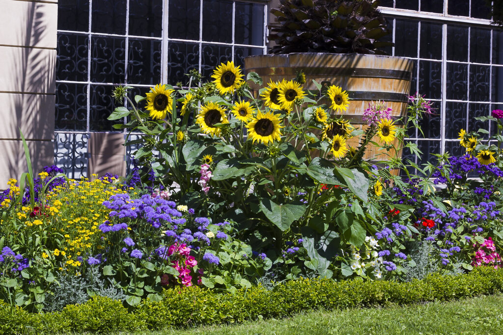 Flower bed with different flowers in summer garden