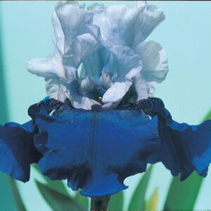 Best Bet German Bearded Iris