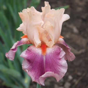 Cherry Blossom Song Bearded Iris