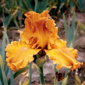 Golden Panther Bearded Iris