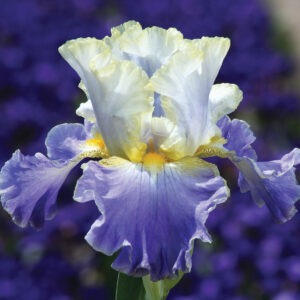 Gilt-Edged Bond Bearded Iris