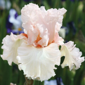 Picture Book German Bearded Iris