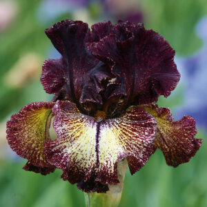 Sorbonne German Bearded Iris