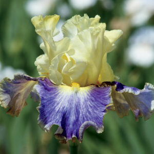 Sunny Glitter Iris