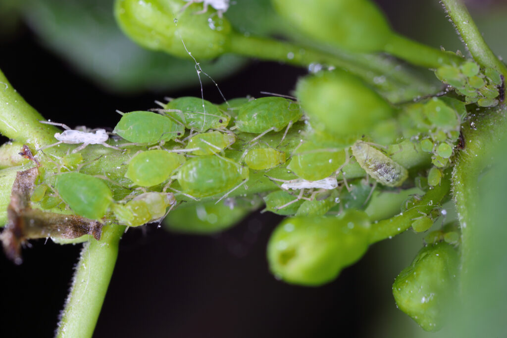 Nasturtium aphid Aphis nasturtii alate other stages on leaf of one of its hosts, the jackalberry.