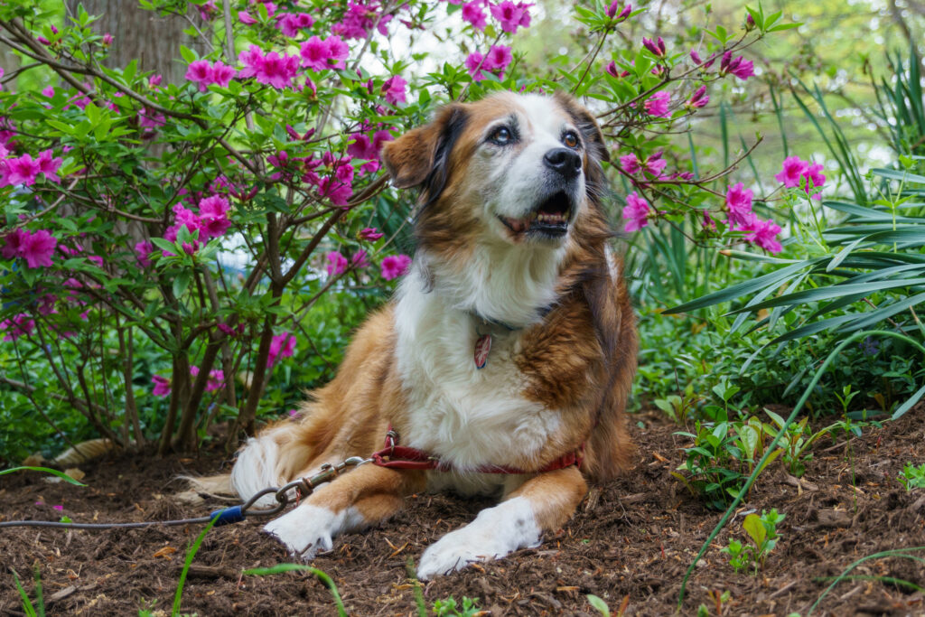 Older dog laying down underneath a flowering purple azalea in Spring. She is looking up towards the right.