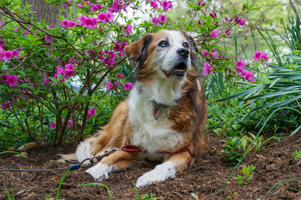 How to keep dogs out of your flower bed hotsell