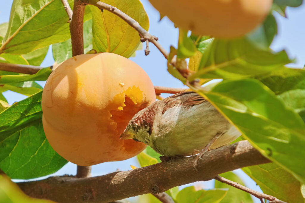 Sparrow Eats Persimmon Fruit Sitting on the Branch
