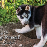 How To Dog Proof Your Garden
