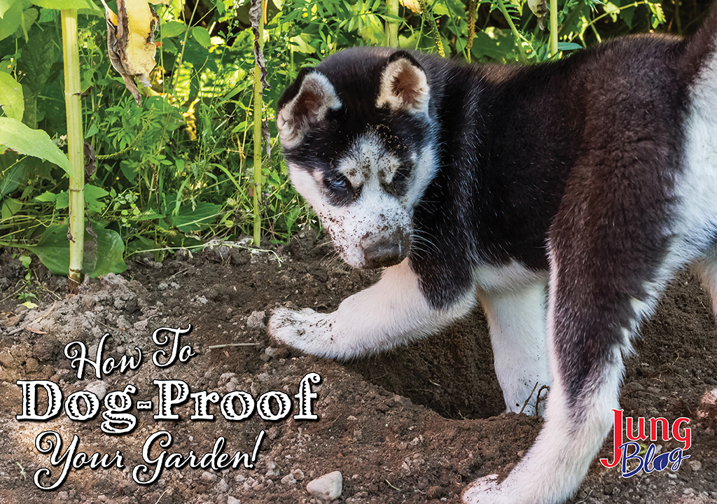 How To Dog Proof Your Garden