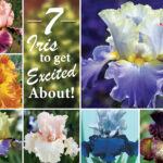 7 Irises To Get Excited About