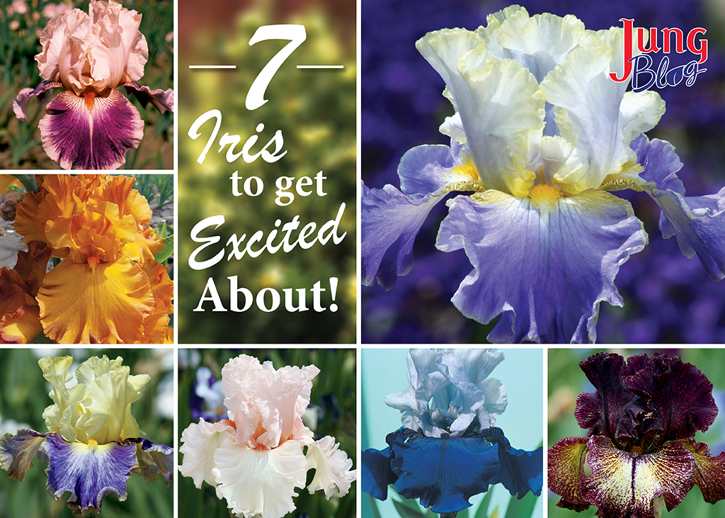 7 Irises To Get Excited About